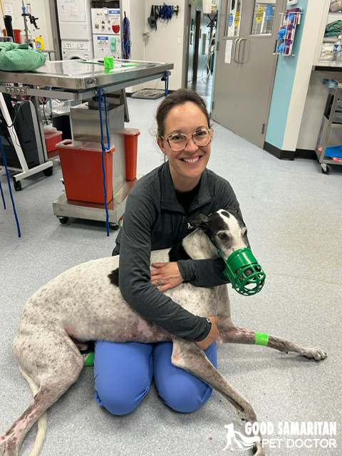 The joy of a greyhound